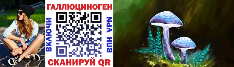 блэк спрут ТОР  Городец  Псилоцибиновые грибы GOLDEN TEACHER 